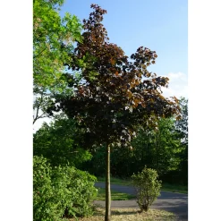 Rödbladig 350-450 cm