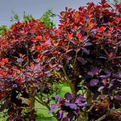 Rödbladig Royal Purple