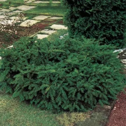 Repandens 25-30 cm