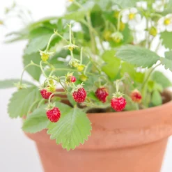 Rügen Fragaria Vesca