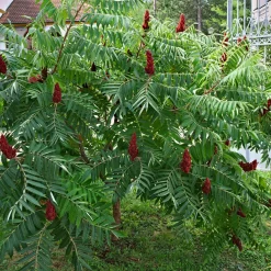Rönnsumak