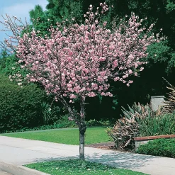 Rosa Blomning 100-120 cm med Grönt Lövverk