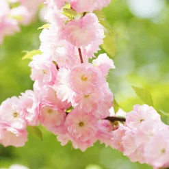 Rosa Blomning 100-120 cm med Grönt Lövverk