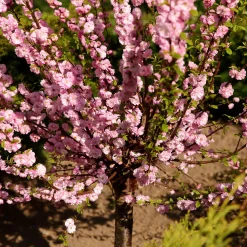 Rosa Blomning 100-120 cm med Grönt Lövverk