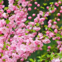 Rosa Blomning 100-120 cm med Grönt Lövverk