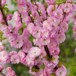 Rosa Blomning 100-120 cm med Grönt Lövverk