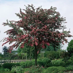 Rosenhagtorn med Rosa Blomning, 100-120 cm