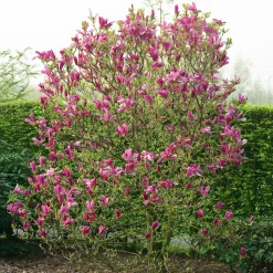 Rosenmagnolia Susan