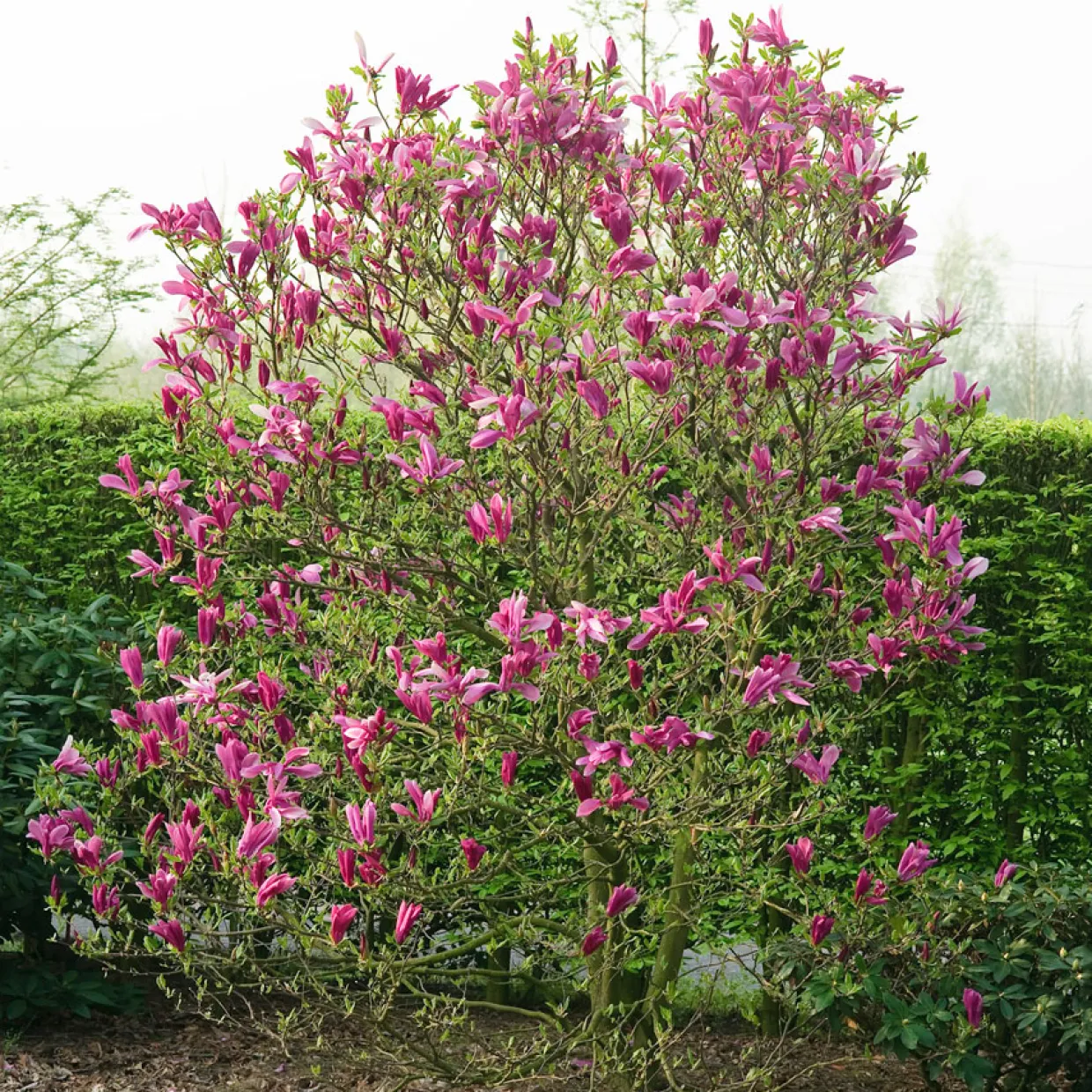 Rosenmagnolia Susan