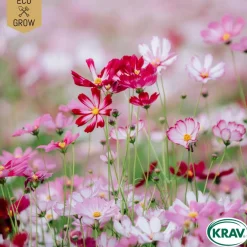 Rosenskära Mix Cosmos Bipinnatus
