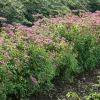 Rosenspirea 20-30 cm