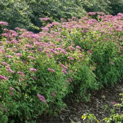 Rosenspirea 20-30 cm