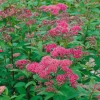 Rosenspirea 20-30 cm Krukodlade