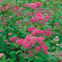 Rosenspirea 20-30 cm Krukodlade