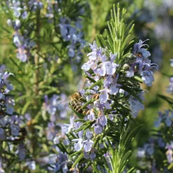 Rosmarin Salvia Rosmarinus