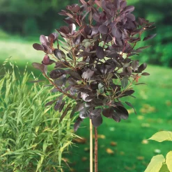 Royal Purple