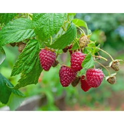 Rubus Autumn Bliss E