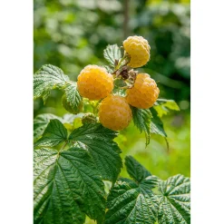 Rubus Fallgold E