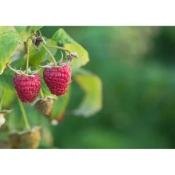 Rubus Polka E