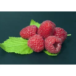 Rubus Polka E