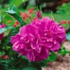 Rugosa Hansa 30-50 cm