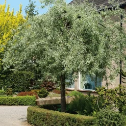 Silverpäron Pendula