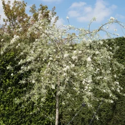 Silverpäron Pendula