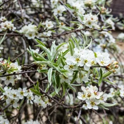 Silverpäron Pendula