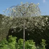 Silverpäron, Grönt Lövverk & Vit Blomning, 100-120 cm