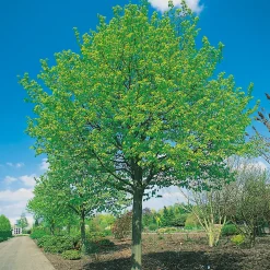 Skogslind Alléträd med Gröna Löv & Gulvit Blomning, 300-400 cm