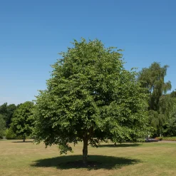 Skogslind Alléträd med Gröna Löv & Gulvit Blomning, 300-400 cm