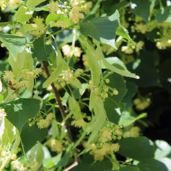 Skogslind Alléträd med Gröna Löv & Gulvit Blomning, 300-400 cm