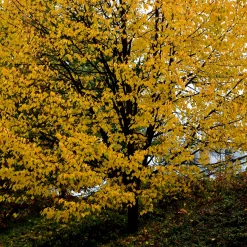 Skogslind Alléträd med Gröna Löv & Gulvit Blomning, 300-400 cm
