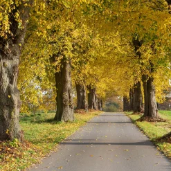 Skogslind Alléträd med Gröna Löv & Gulvit Blomning, 300-400 cm