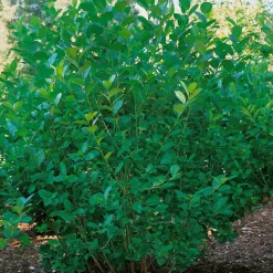 Slånaronia Elata 20-40 cm Krukodlade