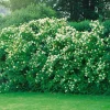 Smultronschersmin 20-30 cm