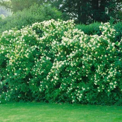 Smultronschersmin 20-30 cm