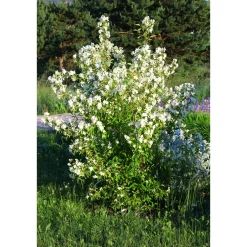 Smultronschersmin 20-30 cm