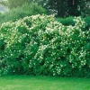 Smultronschersmin 30-50 cm