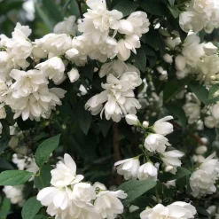 Snowbelle