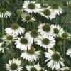 Solhatt Alba