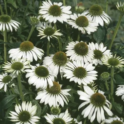 Solhatt Alba