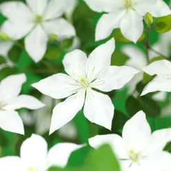 SoMany White Flowers 40-60 cm