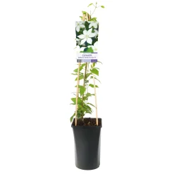 SoMany White Flowers 40-60 cm