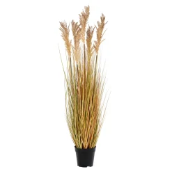 Sorghum