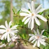 Stjärnmagnolia 80-100 cm