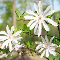 Stjärnmagnolia 80-100 cm