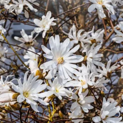 Stjärnmagnolia 80-100 cm