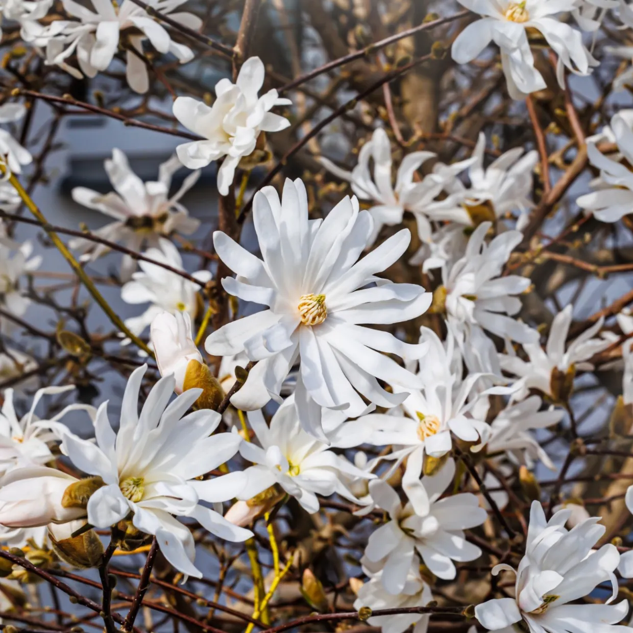 Stjärnmagnolia 80-100 cm