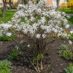 Stjärnmagnolia 80-100 cm
